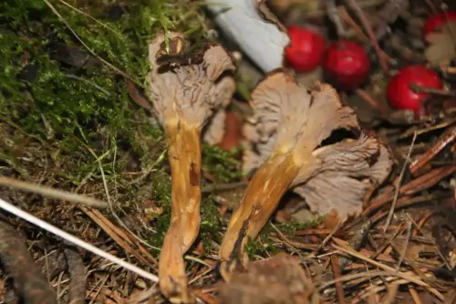 Exp.Hongos-077-Craterellus-tubaeformis