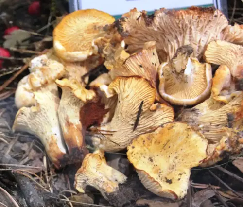 Exp.Hongos-078-Cantharellus-subpruinus