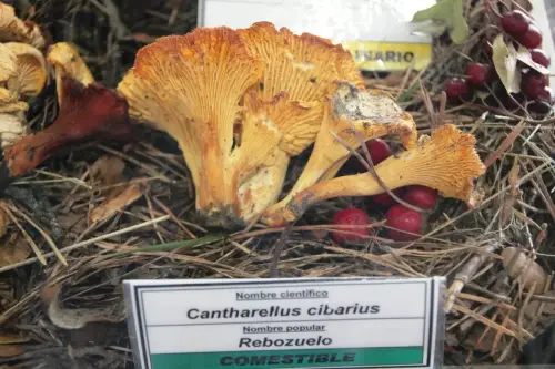 Exp.Hongos-079-Cantharellus-cibarius-Rebozuelo-Comestible