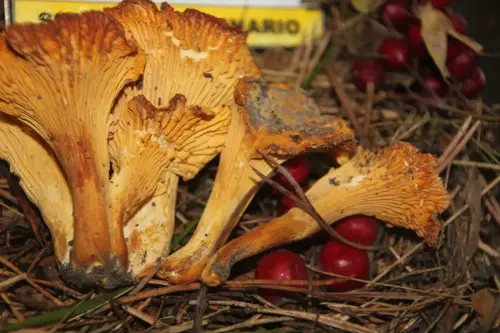 Exp.Hongos-080-Cantharellus-cibarius-Rebozuelo-Comestible