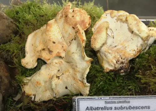 Exp.Hongos-081-Albatrellus-subrubescens-Comestible