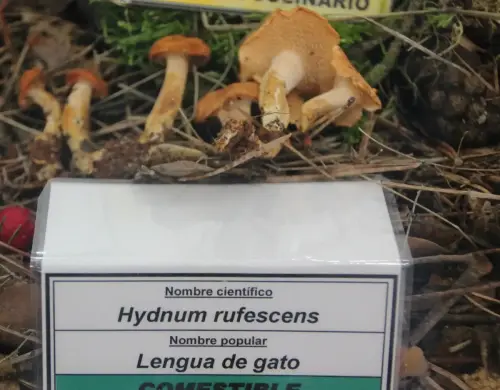 Exp.Hongos-082-Hydnum-rufescens-lengua-de-gato-Comestible