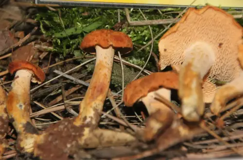 Exp.Hongos-083-Hydnum-rufescens-lengua-de-gato-Comestible