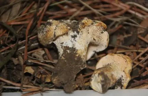 Exp.Hongos-084-Hydnum-albidum-Lengua-de-vaca-Comestible