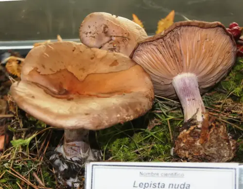 Exp.Hongos-086-Lepista-nuda-Comestible