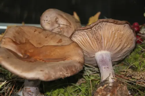 Exp.Hongos-087-Lepista-nuda-Comestible