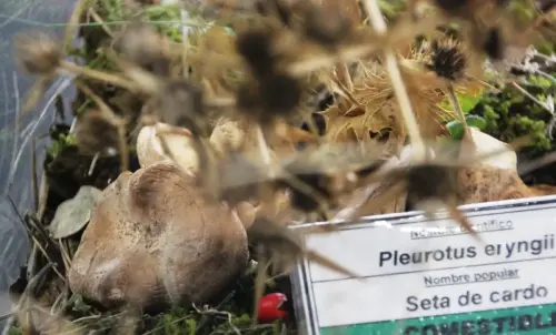 Exp.Hongos-088-Pleurotus-eryngii-Seta-de-cardo