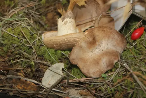 Exp.Hongos-089-Pleurotus-eryngii-Seta-de-cardo