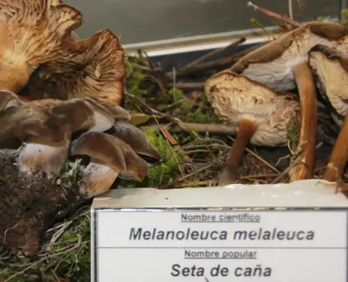 Exp.Hongos-090-Melanoleuca-melaleuca-Seta-de-cana-Comestible