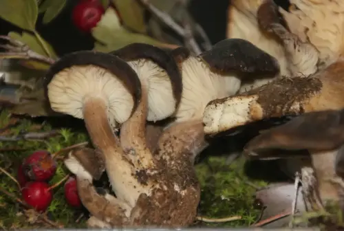 Exp.Hongos-091-Lyophinum-decastes-Gominola-Comestible