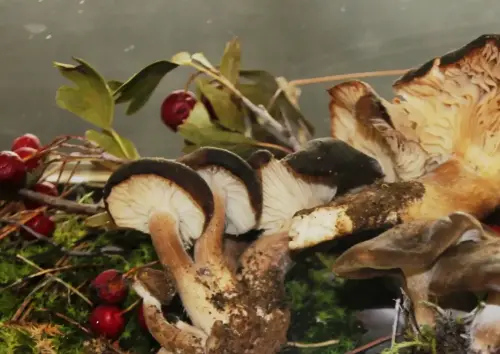 Exp.Hongos-092-Lyophinum-decastes-Gominola-Comestible