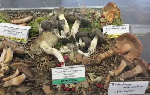 Exp.Hongos-094-Genero-Tricholomas