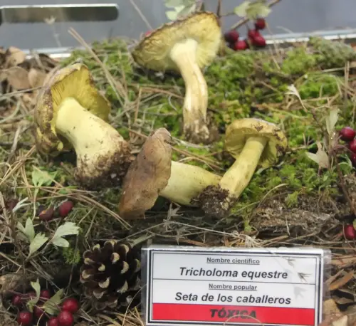 Exp.Hongos-095-Tricholoma-equestre-Seta-de-los-caballeros-Comestible