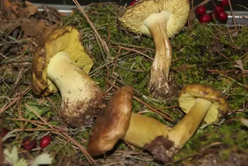 Exp.Hongos-096-Tricholoma-equestre-Seta-de-los-caballeros-Comestible