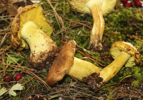 Exp.Hongos-097-Tricholoma-equestre-Seta-de-los-caballeros-Comestible