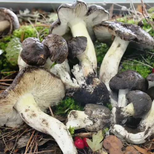 Exp.Hongos-098-Tricholoma-portentosum-Capuchina-Comestible