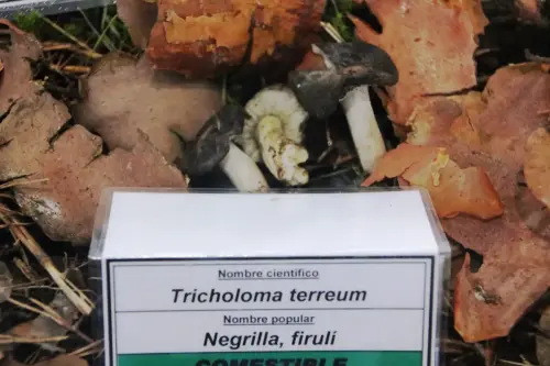 Exp.Hongos-099-Tricholoma-terreum-Negrilla-firuli-Comestible
