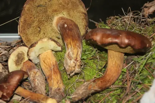 Exp.Hongos-101-Boletus-badius-Boleto-bayo-Comestible