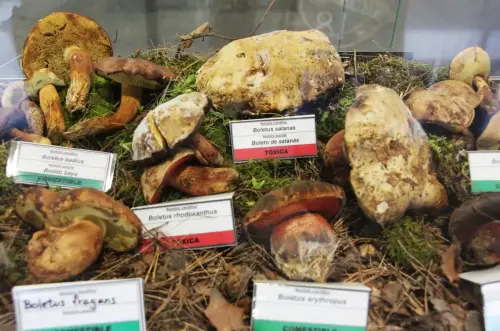 Exp.Hongos-102-Genero-Boletus