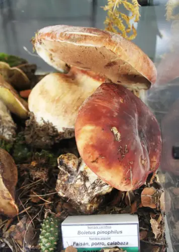 Exp.Hongos-103-Boletus-pinophilus-Faisan-porro-calabaza-Comestible
