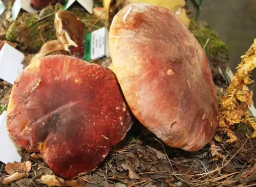 Exp.Hongos-104-Boletus-pinophilus-Faisan-porro-calabaza-Comestible