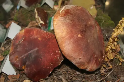 Exp.Hongos-105-Boletus-pinophilus-Faisan-porro-calabaza-Comestible