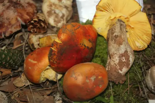 Exp.Hongos-106-Boletus-pinophilus-Faisan-porro-calabaza-Comestible