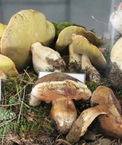 Exp.Hongos-107-Boletus-aereus-Comestible