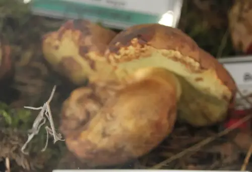 Exp.Hongos-108-Boletus-fragans-Comestible