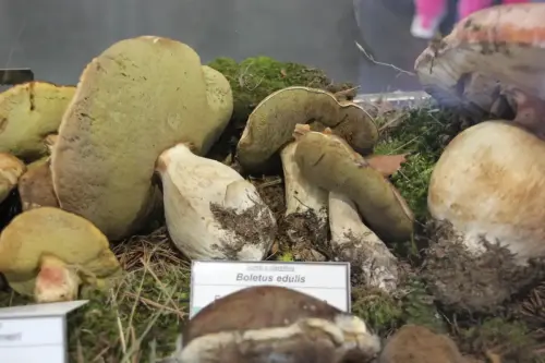 Exp.Hongos-109-Boletus-edulis-Comestible