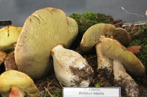Exp.Hongos-110-Boletus-edulis-Comestible