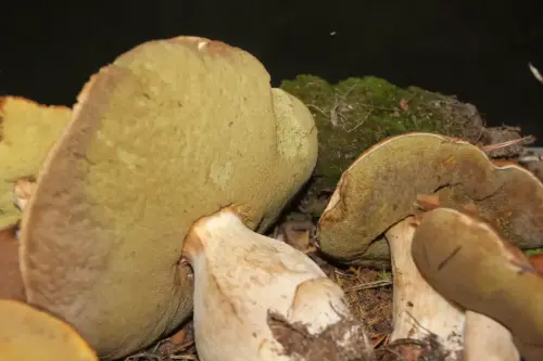 Exp.Hongos-111-Boletus-edulis-Comestible