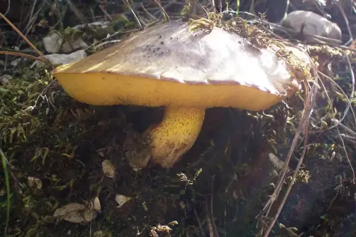 Exp.Hongos-112-Boletus-edulis-Comestible