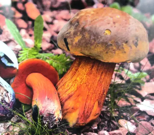 Exp.Hongos-113-Boletus-luridus