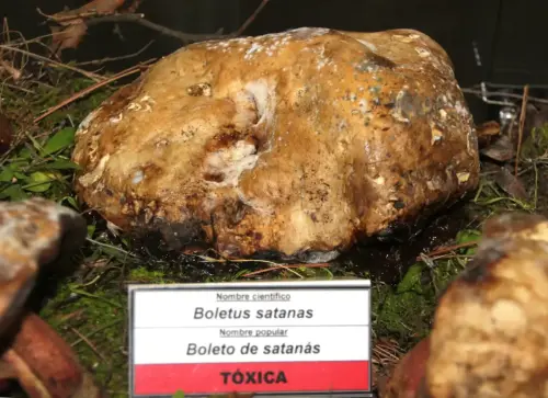 Exp.Hongos-114-Boletus-Satanas-Boleto-de-Satanas-Toxica
