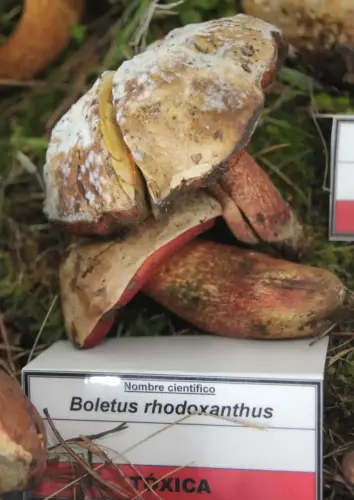 Exp.Hongos-115-Boletus-rhodoxanthus-Toxica