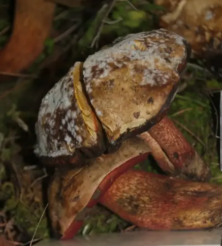 Exp.Hongos-116-Boletus-rhodoxanthus-Toxica