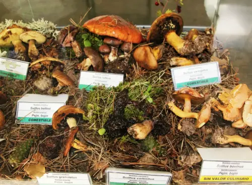 Exp.Hongos-117-Genero-Suillus-Pejin-Bojin