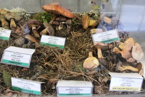 Exp.Hongos-118-Genero-Suillus-Pejin-Bojin