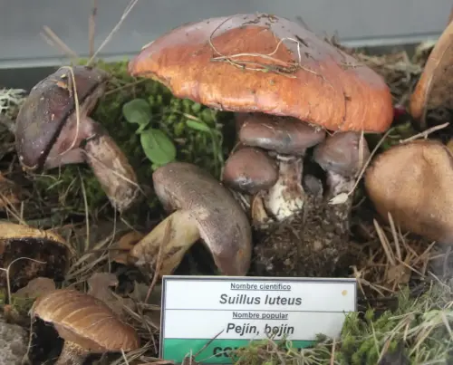 Exp.Hongos-119-Suillus-luteus-Pejin-Bojin-Comestible