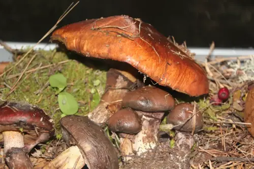 Exp.Hongos-120-Suillus-luteus-Pejin-Bojin-Comestible