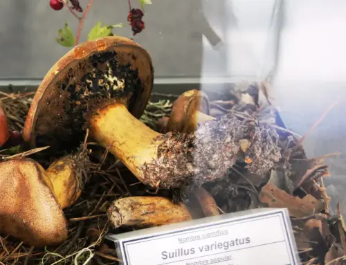 Exp.Hongos-121-Suillus-variegatus-Pejin-Bojin-Comestible