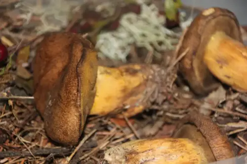 Exp.Hongos-122-Suillus-variegatus-Pejin-Bojin-Comestible