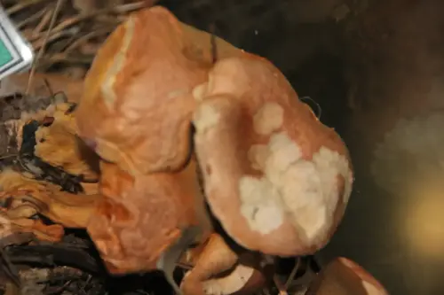 Exp.Hongos-123-Suillus-bovinus-Sin-Valor