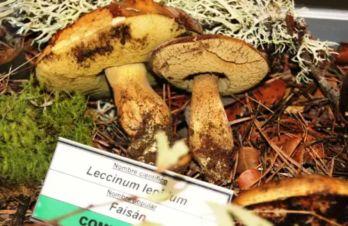 Exp.Hongos-124-Leccinum-lepidum-Faisan-Comestible