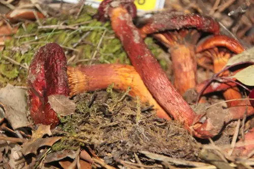 Exp.Hongos-125-Chroogomphus-fulminius-Pata-de-perdiz-Comestible