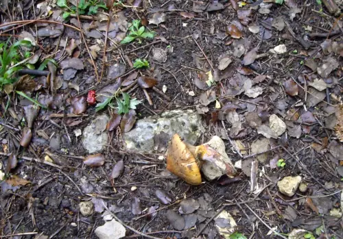 Exp.Hongos-126-Pata-de-perdiz