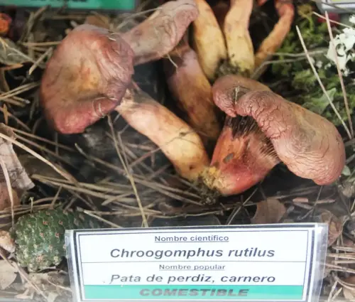 Exp.Hongos-127-Chroogomphus-rutiluss-Pata-de-perdiz-carnero-Comestible