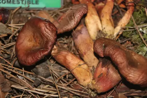 Exp.Hongos-128-Chroogomphus-rutilus-Pata-de-perdiz-carnero-Comestible