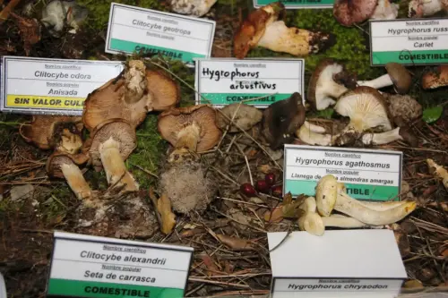 Exp.Hongos-131-Generos-Hygrophorus-y-Clitocybe